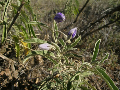 APII jpeg image of Solanum elaeagnifolium  © contact APII