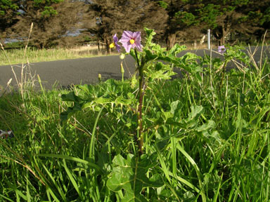 APII jpeg image of Solanum linnaeanum  © contact APII