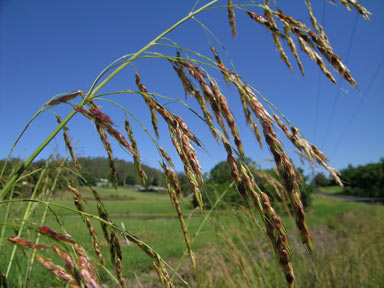 APII jpeg image of Sorghum halepense  © contact APII