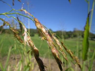 APII jpeg image of Sorghum halepense  © contact APII