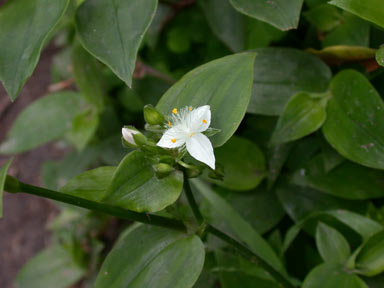 APII jpeg image of Tradescantia fluminensis  © contact APII