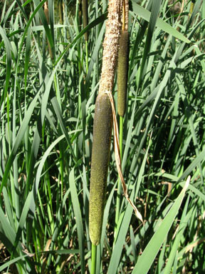 APII jpeg image of Typha latifolia  © contact APII