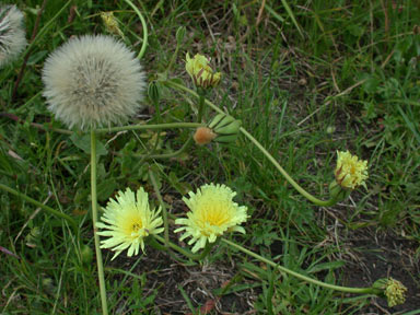 APII jpeg image of Urospermum dalechampii  © contact APII