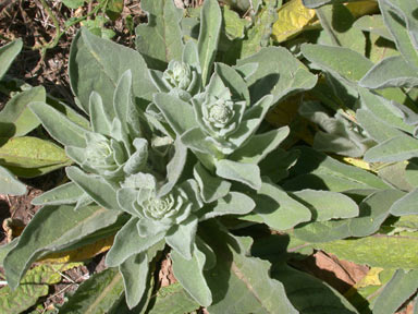 APII jpeg image of Verbascum thapsus  © contact APII