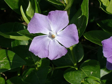 APII jpeg image of Vinca major  © contact APII