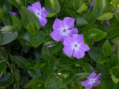 APII jpeg image of Vinca major  © contact APII