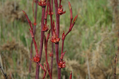 APII jpeg image of Watsonia meriana var. bulbillifera  © contact APII