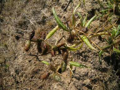 APII jpeg image of Xanthium spinosum  © contact APII