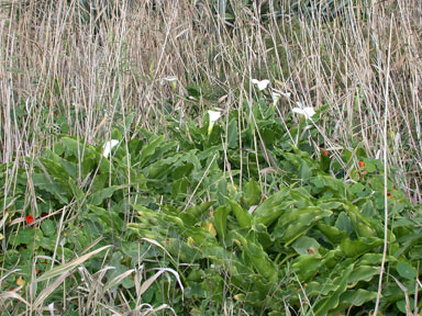 APII jpeg image of Zantedeschia aethiopica  © contact APII