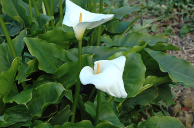 APII jpeg image of Zantedeschia aethiopica  © contact APII