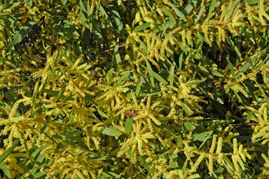 APII jpeg image of Acacia longifolia subsp. longifolia  © contact APII