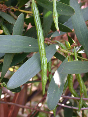 APII jpeg image of Acacia longifolia subsp. sophorae  © contact APII