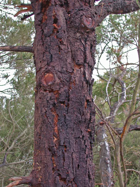 APII jpeg image of Acacia mearnsii  © contact APII