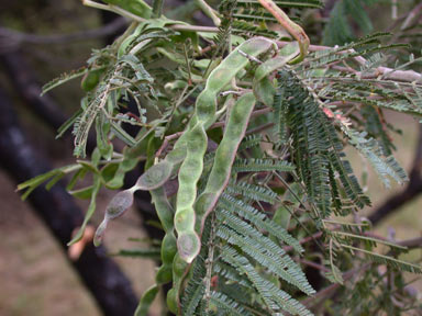 APII jpeg image of Acacia mearnsii  © contact APII