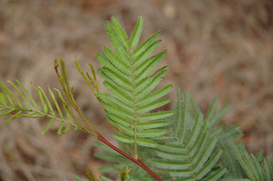 APII jpeg image of Acacia parramattensis  © contact APII