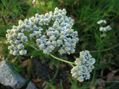 APII jpeg image of Achillea millefolium  © contact APII