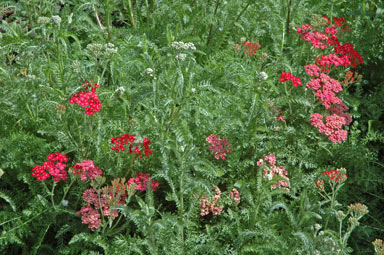 APII jpeg image of Achillea millefolium  © contact APII