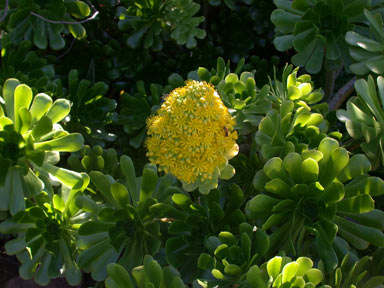 APII jpeg image of Aeonium arboreum  © contact APII