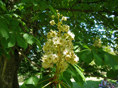 APII jpeg image of Aesculus hippocastanum  © contact APII