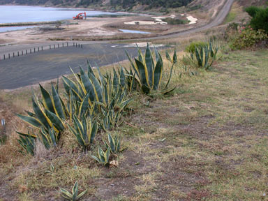 APII jpeg image of Agave americana  © contact APII