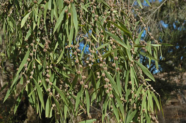 APII jpeg image of Agonis flexuosa  © contact APII