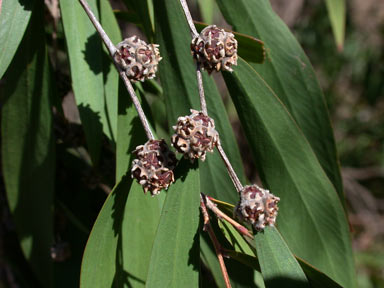 APII jpeg image of Agonis flexuosa  © contact APII