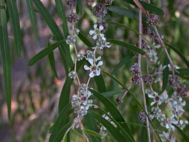 APII jpeg image of Agonis flexuosa  © contact APII