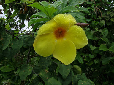 APII jpeg image of Allamanda cathartica  © contact APII