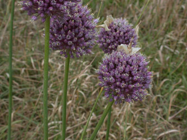 APII jpeg image of Allium ampeloprasum  © contact APII