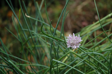 APII jpeg image of Allium schoenoprasum  © contact APII