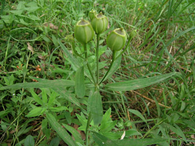 APII jpeg image of Alstroemeria aurea  © contact APII