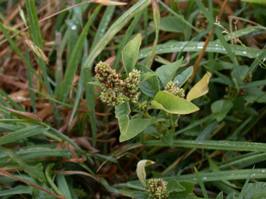 APII jpeg image of Amaranthus deflexus  © contact APII