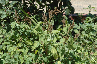 APII jpeg image of Amaranthus viridis  © contact APII