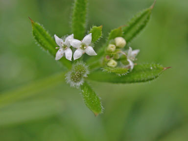 APII jpeg image of Galium aparine  © contact APII