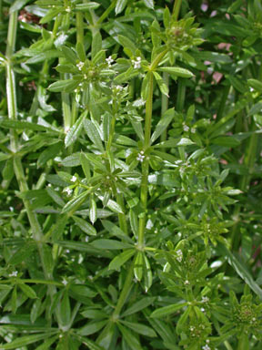 APII jpeg image of Galium aparine  © contact APII