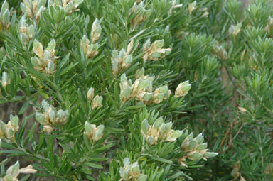 APII jpeg image of Genista linifolia  © contact APII