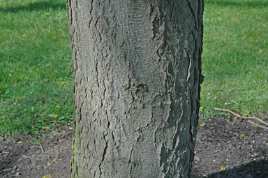 APII jpeg image of Gleditsia triacanthos 'Sunburst'  © contact APII