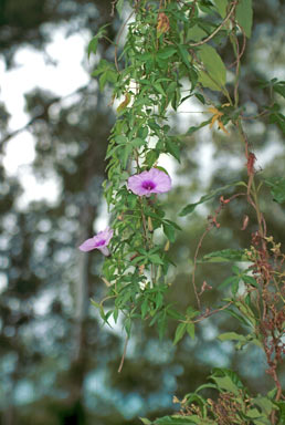 APII jpeg image of Ipomoea cairica  © contact APII