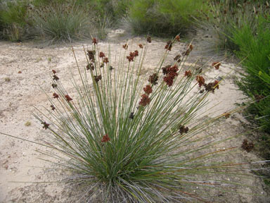 APII jpeg image of Juncus acutus  © contact APII