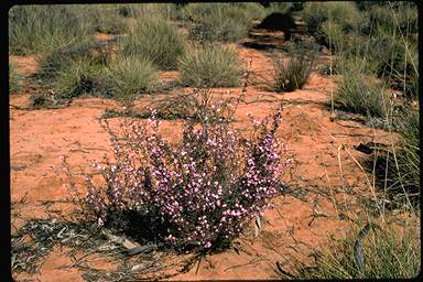 APII jpeg image of Baeckea crassifolia  © contact APII