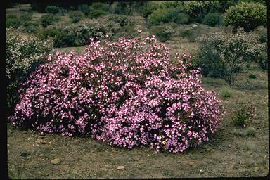 APII jpeg image of Calytrix glutinosa  © contact APII