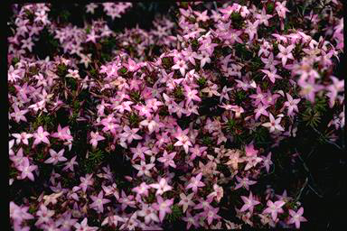 APII jpeg image of Calytrix glutinosa  © contact APII