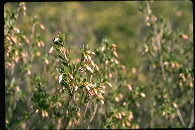 APII jpeg image of Conostephium preissii  © contact APII