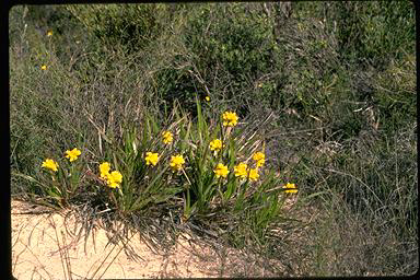 APII jpeg image of Conostylis aurea  © contact APII