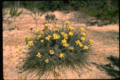 APII jpeg image of Conostylis teretifolia subsp. teretifolia  © contact APII