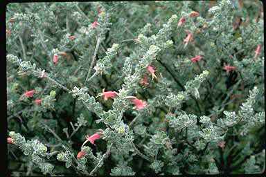 APII jpeg image of Eremophila forrestii subsp. forrestii  © contact APII