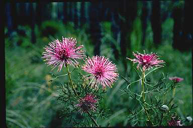 APII jpeg image of Isopogon crithmifolius  © contact APII