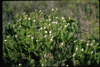 APII jpeg image of Petrophile scabriuscula  © contact APII