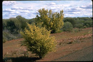 APII jpeg image of Androcalva luteiflora  © contact APII