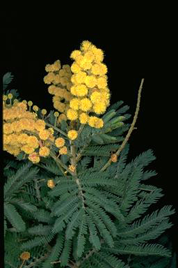 APII jpeg image of Acacia fulva  © contact APII